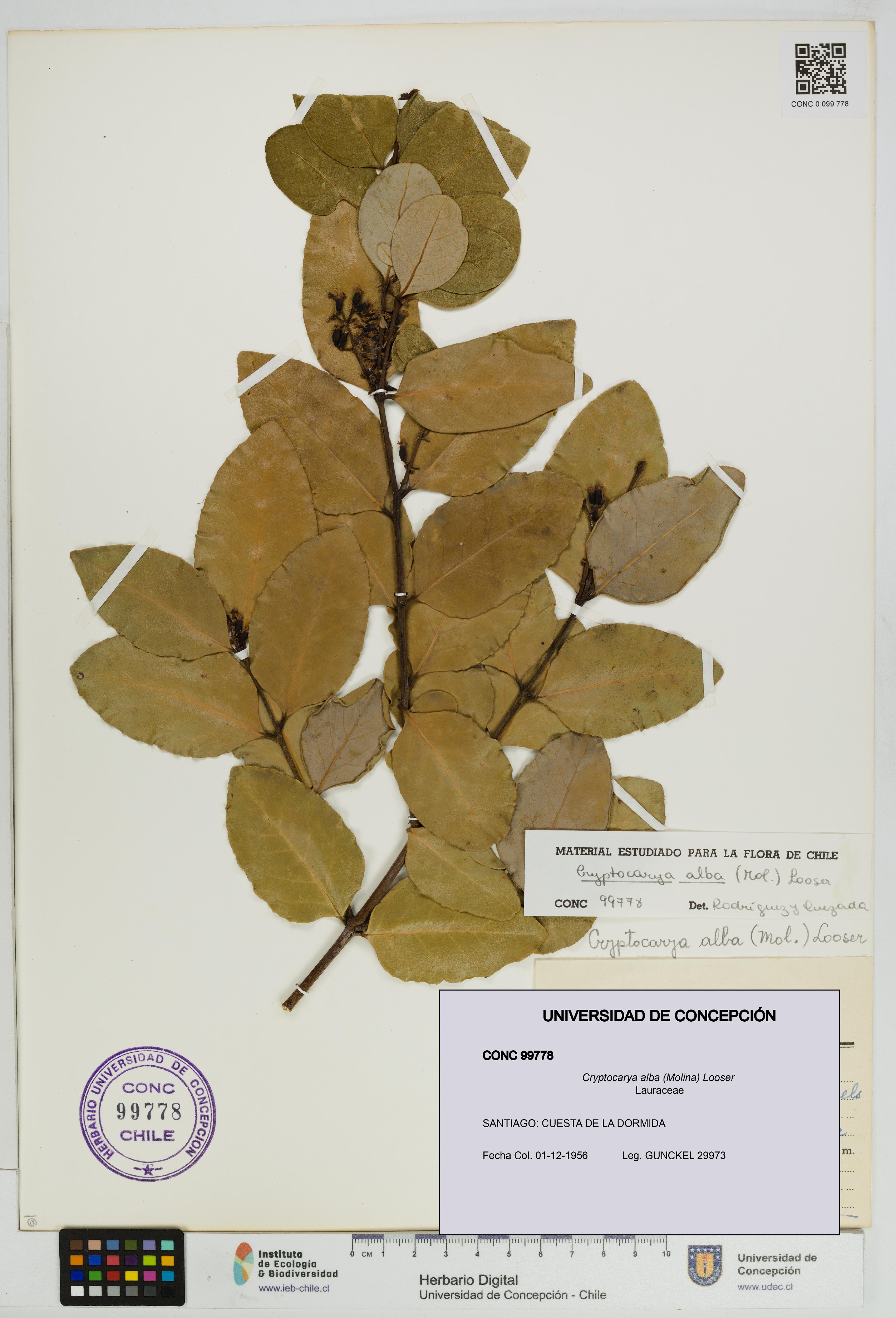 Cryptocarya alba [Espécimen: UDEC:CONC:0099778]