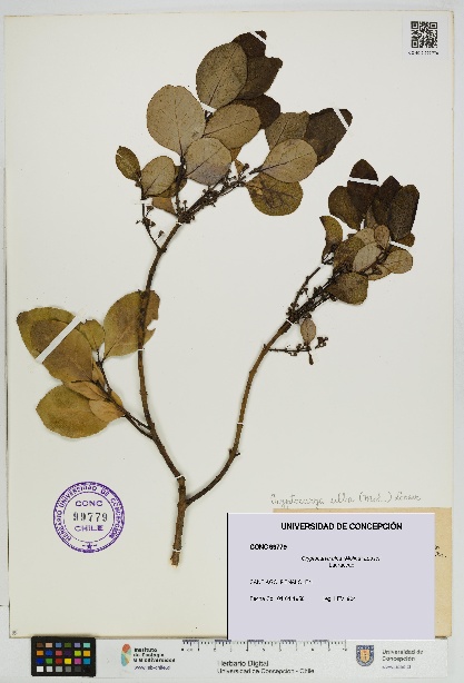 Cryptocarya alba [Espécimen: UDEC:CONC:0099779]