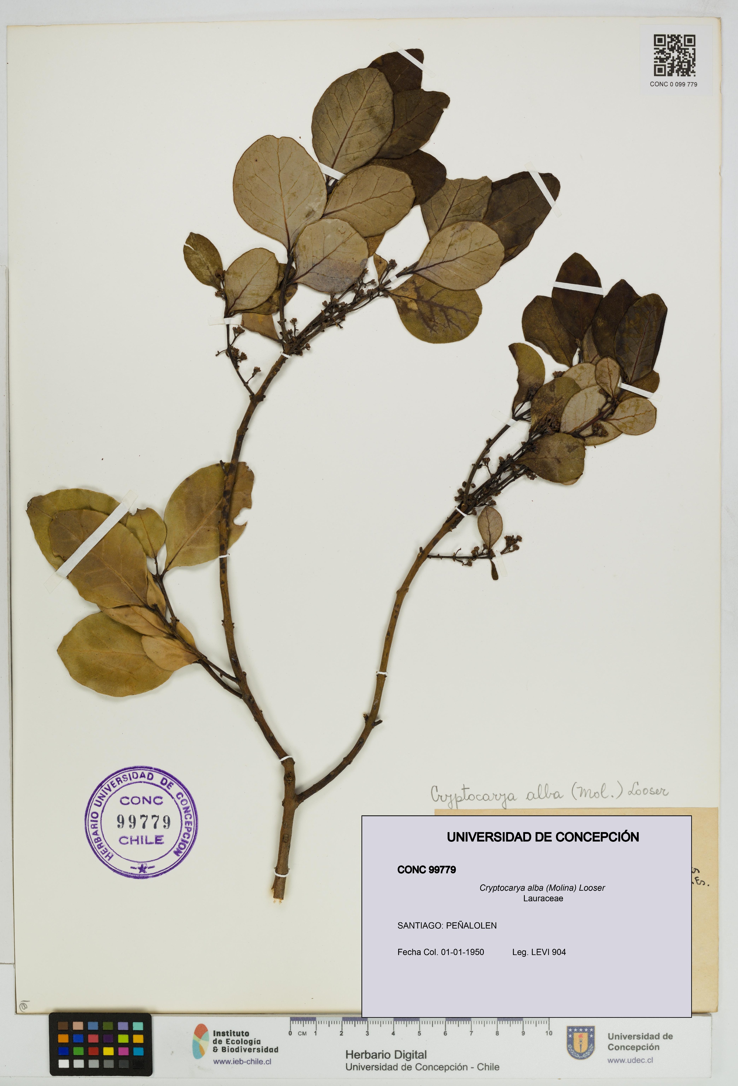 Cryptocarya alba [Espécimen: UDEC:CONC:0099779]