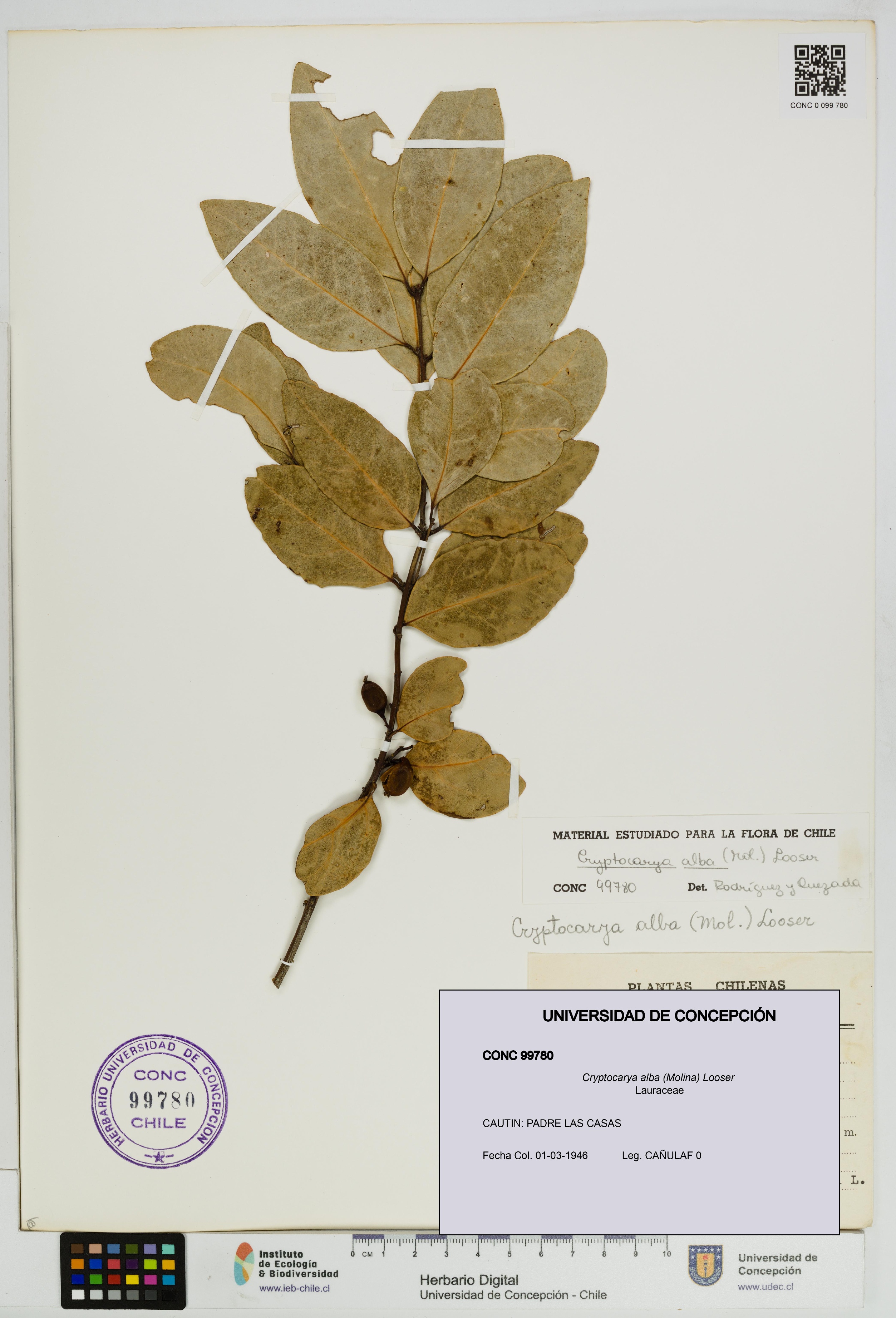 Cryptocarya alba [Espécimen: UDEC:CONC:0099780]