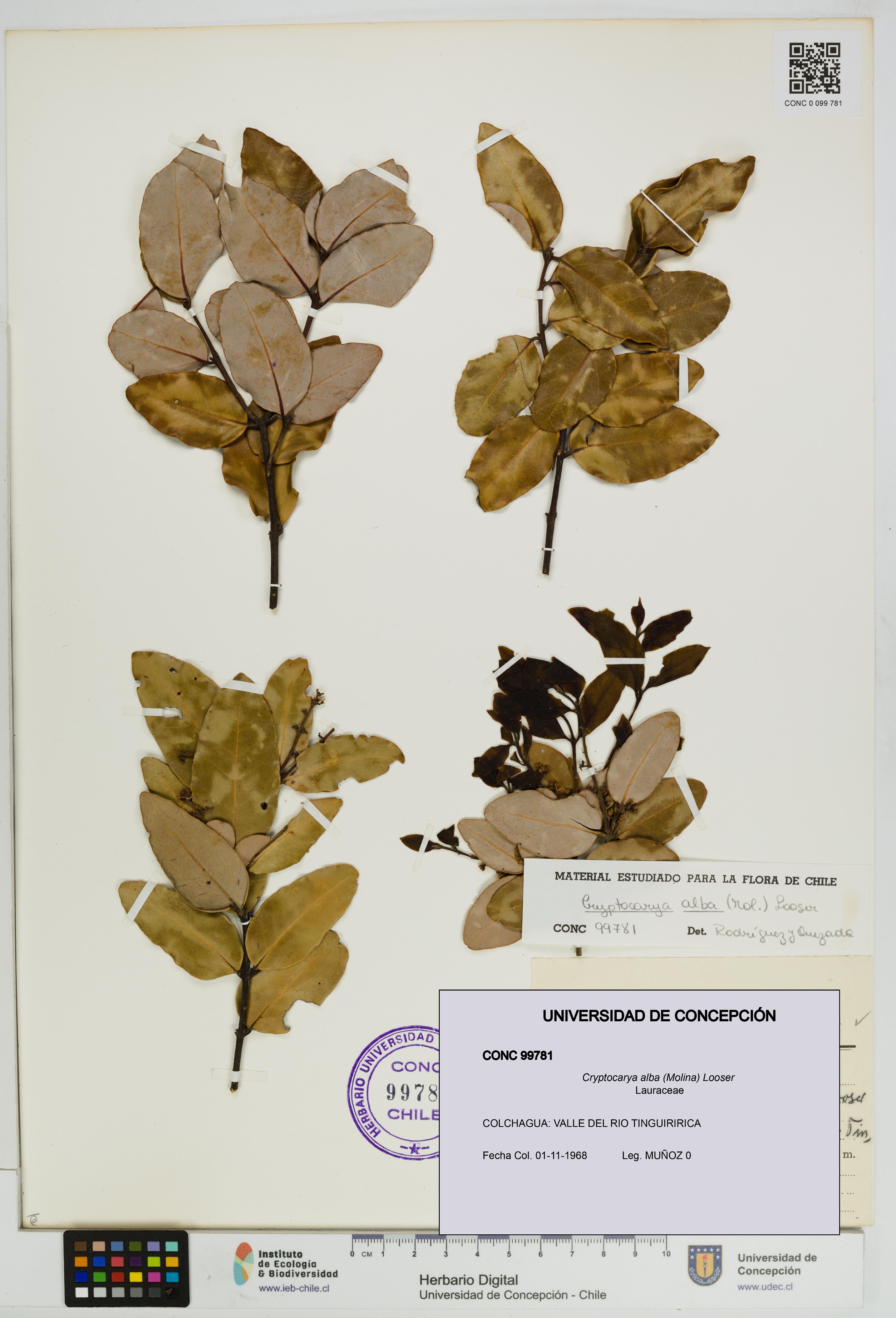 Cryptocarya alba [Espécimen: UDEC:CONC:0099781]