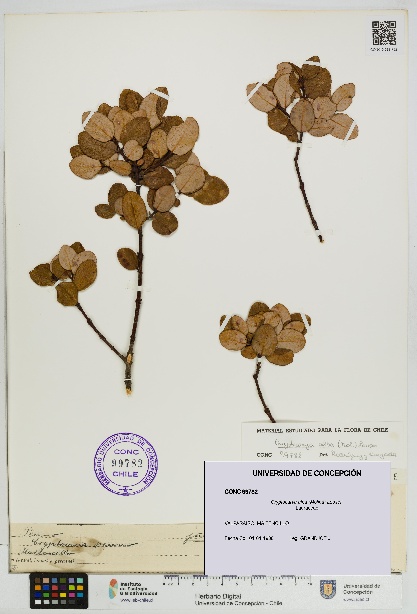 Cryptocarya alba [Espécimen: UDEC:CONC:0099782]