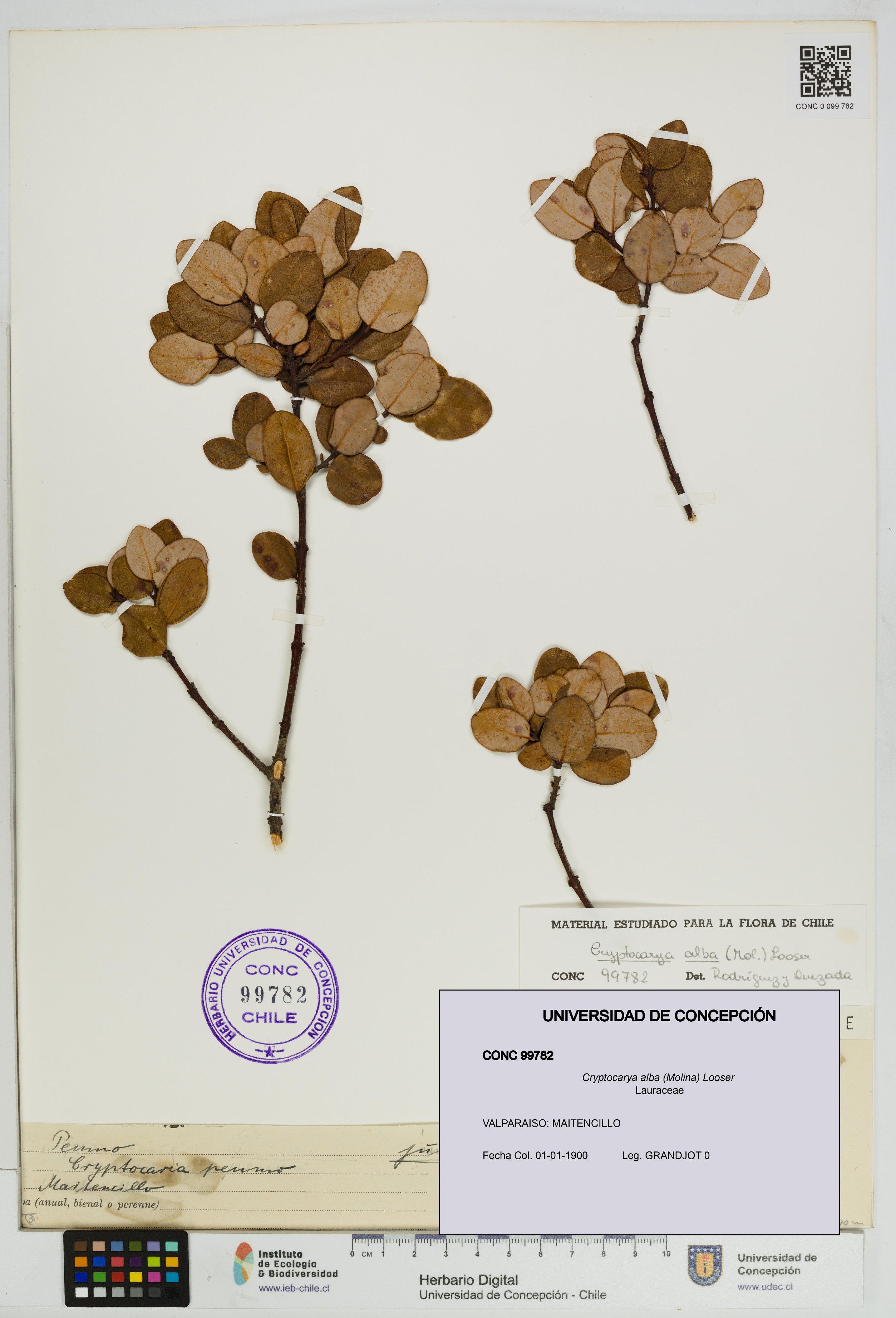 Cryptocarya alba [Espécimen: UDEC:CONC:0099782]