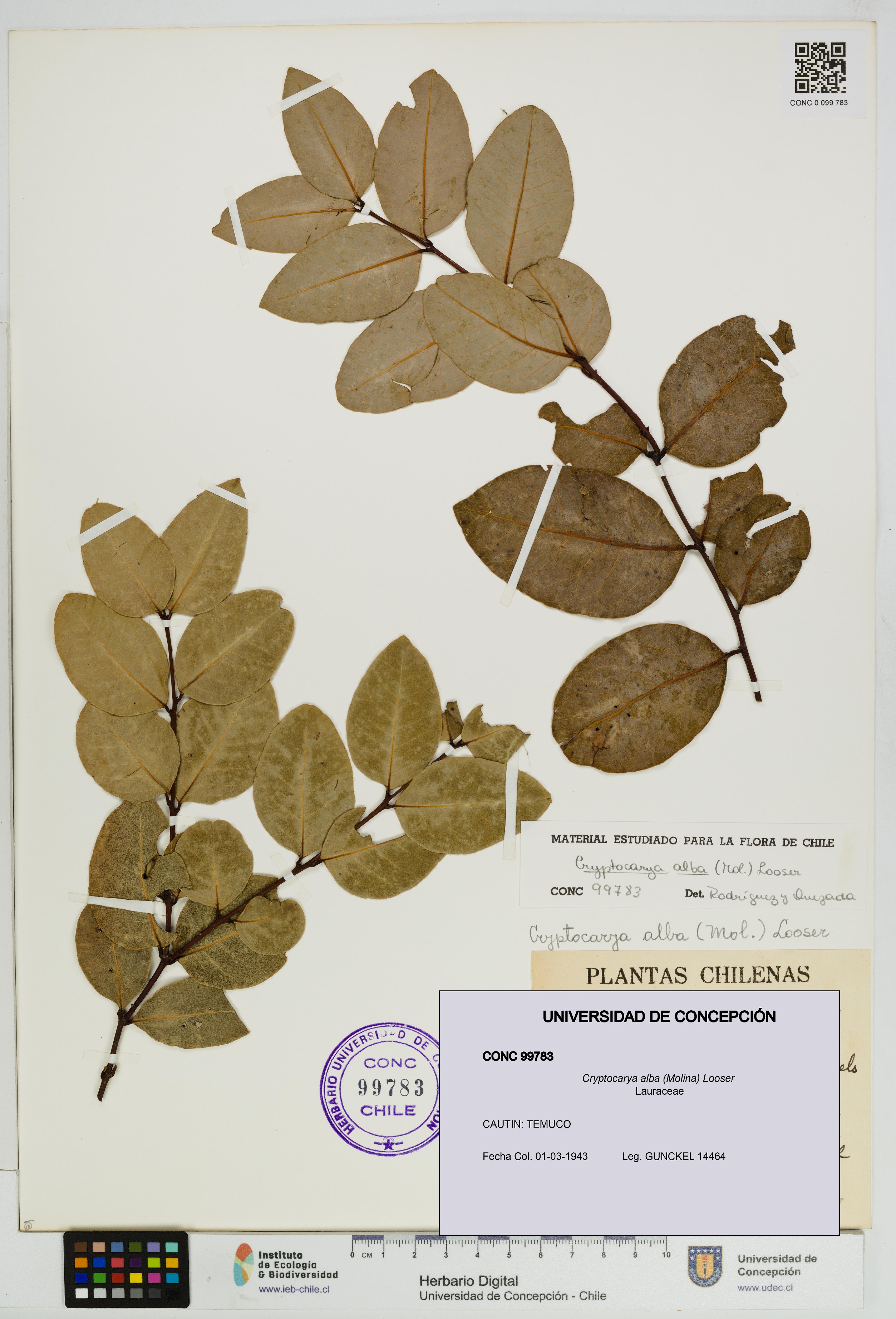 Cryptocarya alba [Espécimen: UDEC:CONC:0099783]