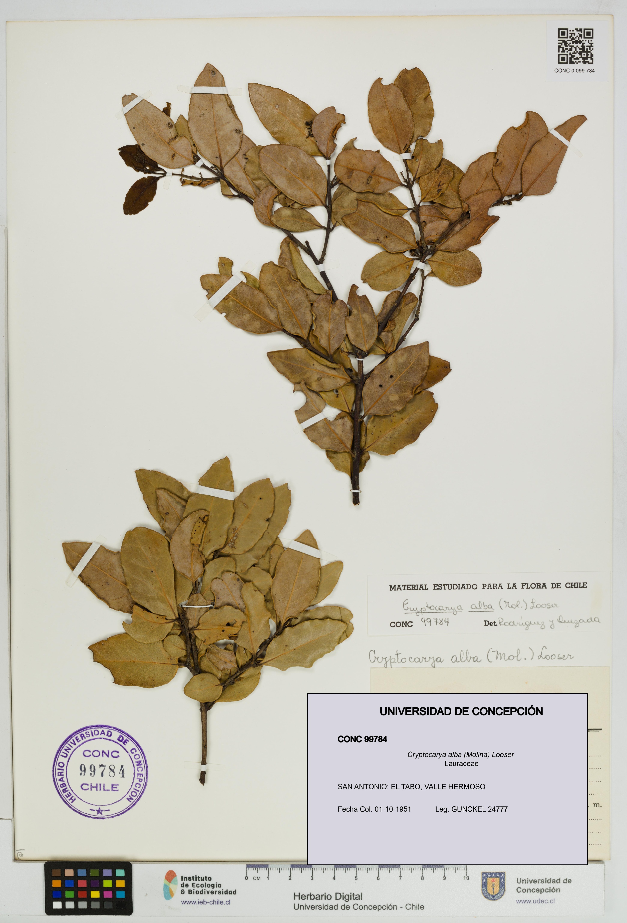Cryptocarya alba [Espécimen: UDEC:CONC:0099784]