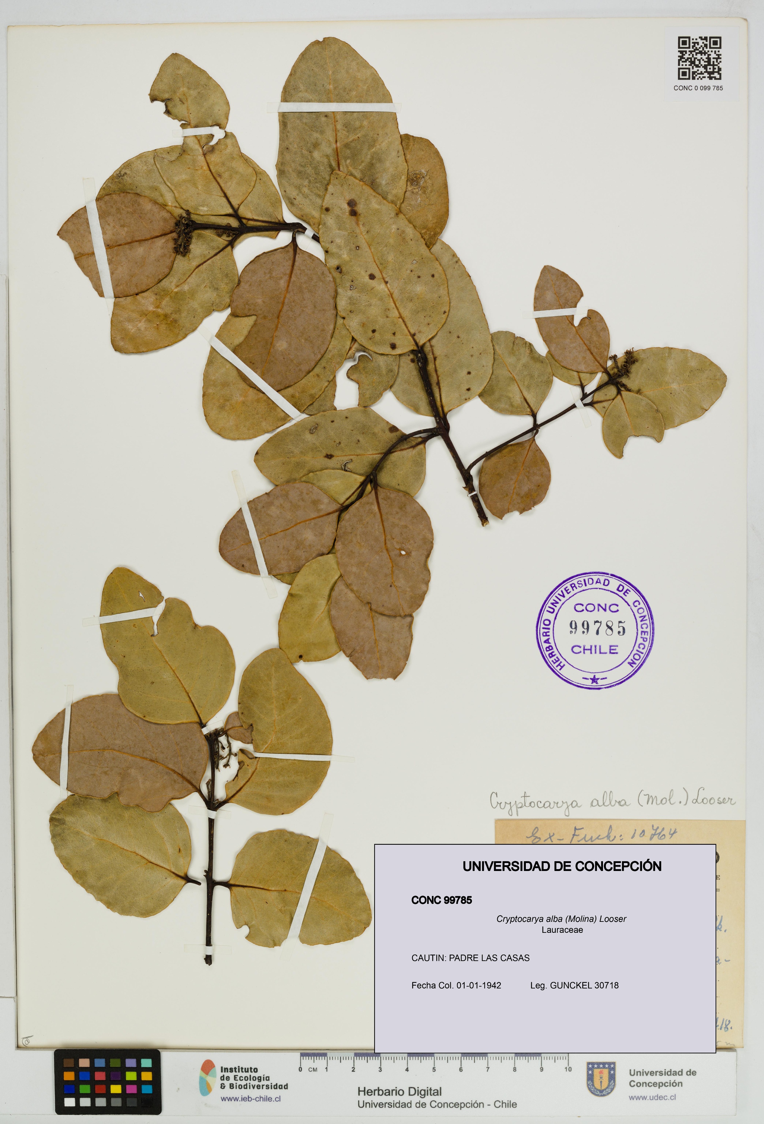Cryptocarya alba [Espécimen: UDEC:CONC:0099785]