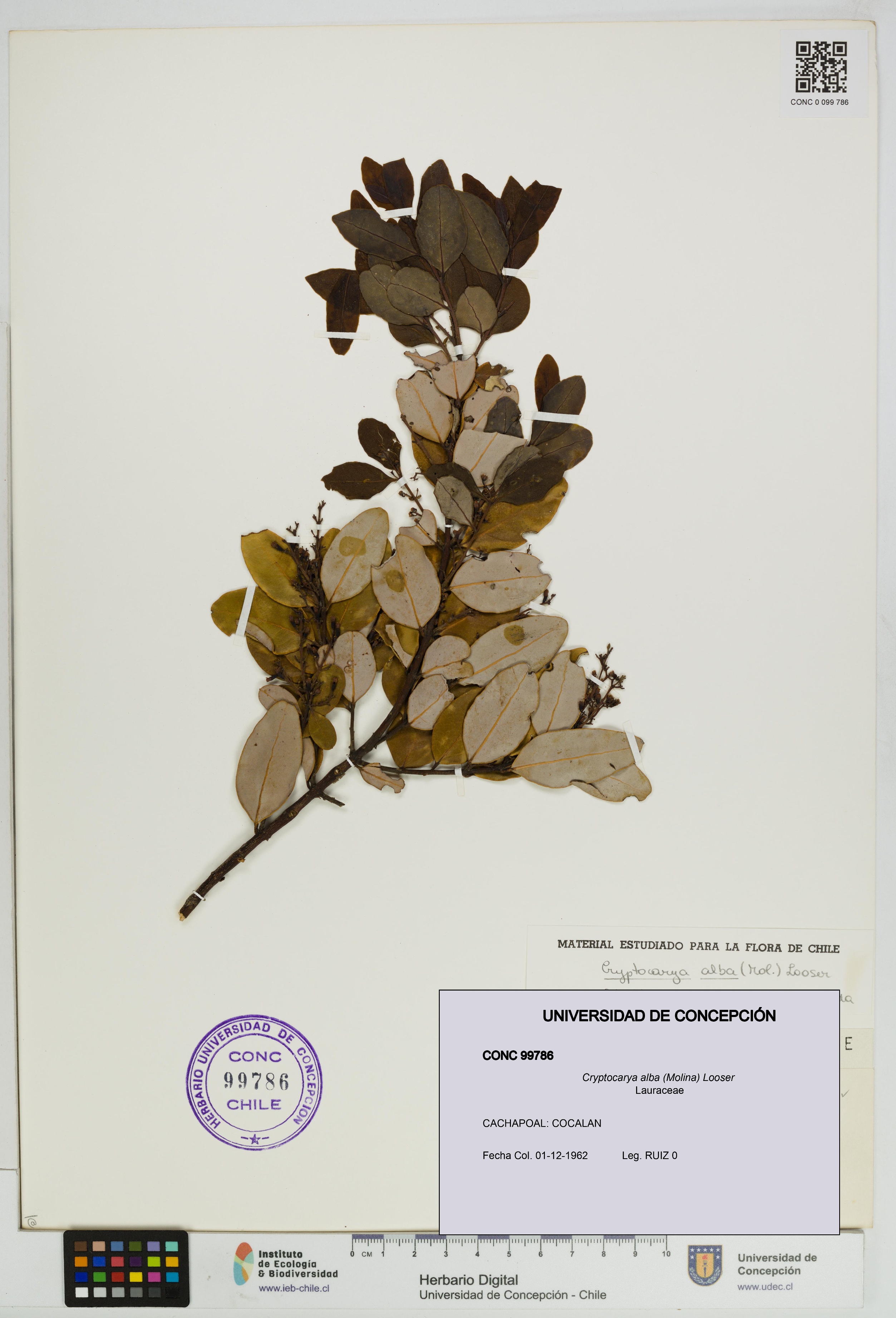 Cryptocarya alba [Espécimen: UDEC:CONC:0099786]
