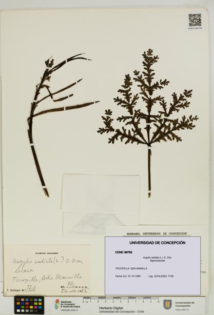 Argylia radiata [Espécimen: UDEC:CONC:0099792]