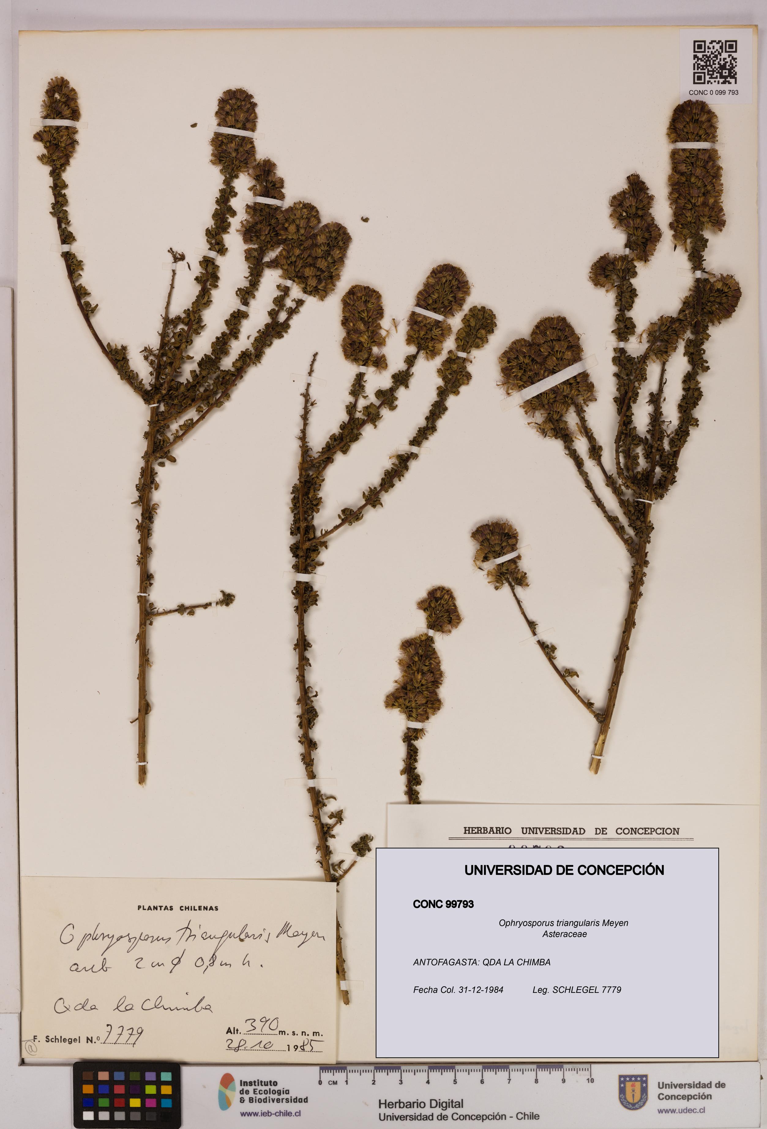 Ophryosporus triangularis [Espécimen: UDEC:CONC:0099793]