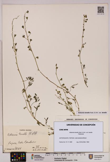 Adesmia tenella var. tenella [Espécimen: UDEC:CONC:0099795]