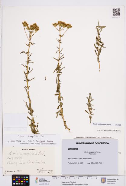 Stevia philippiana [Espécimen: ]