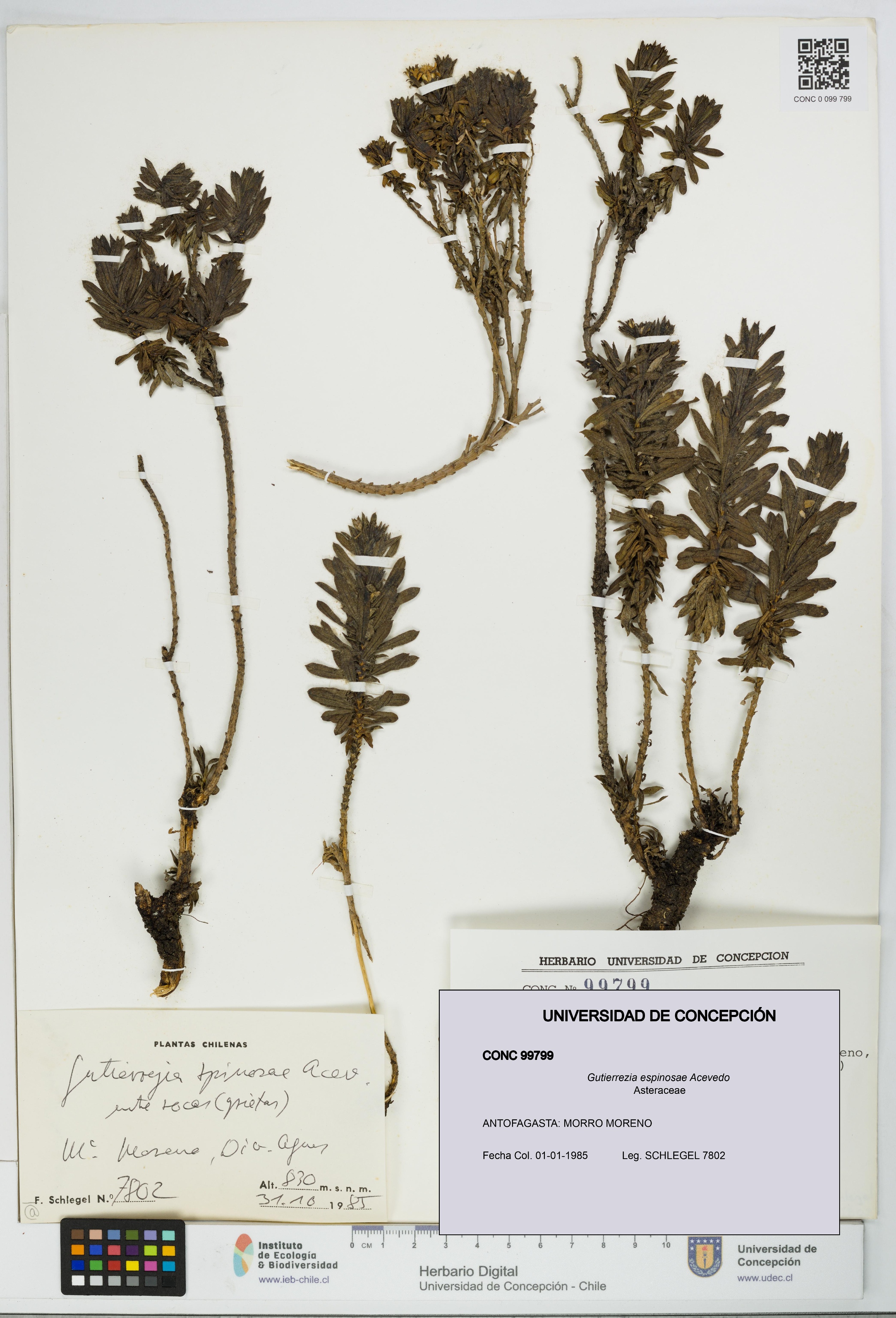 Gutierrezia espinosae [Espécimen: UDEC:CONC:0099799]