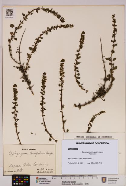 Ophryosporus triangularis [Espécimen: UDEC:CONC:0099802]