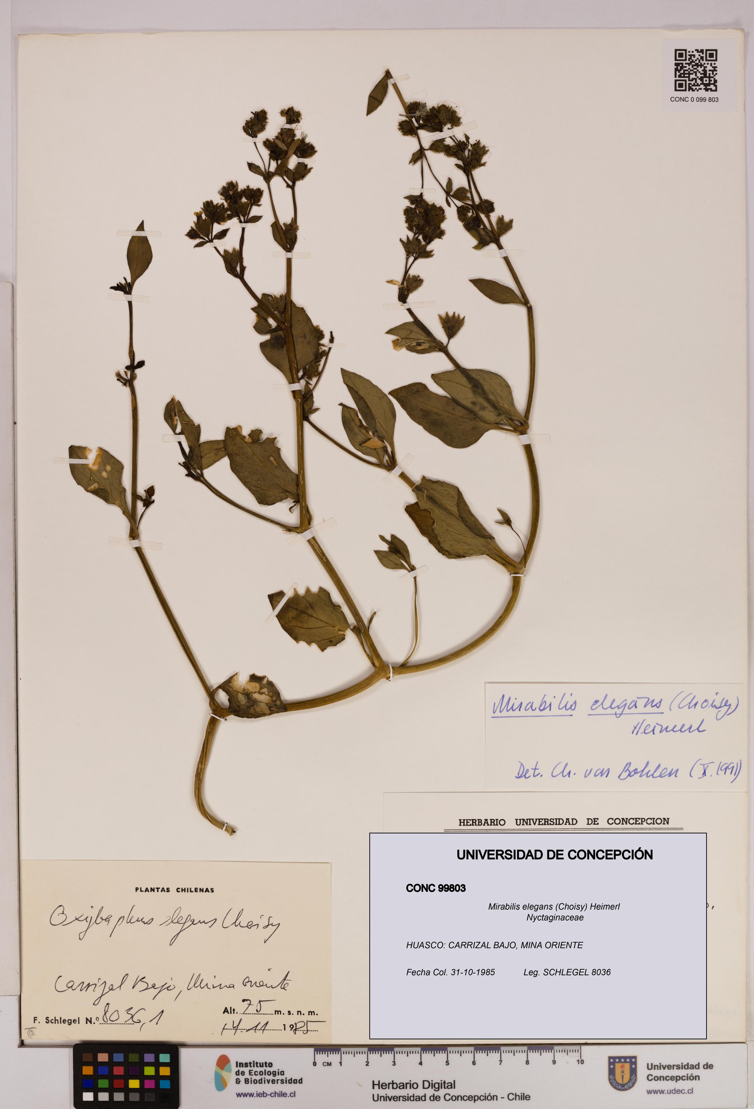 Mirabilis elegans [Espécimen: UDEC:CONC:0099803]