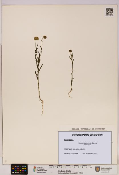 Helenium atacamense [Espécimen: UDEC:CONC:0099806]