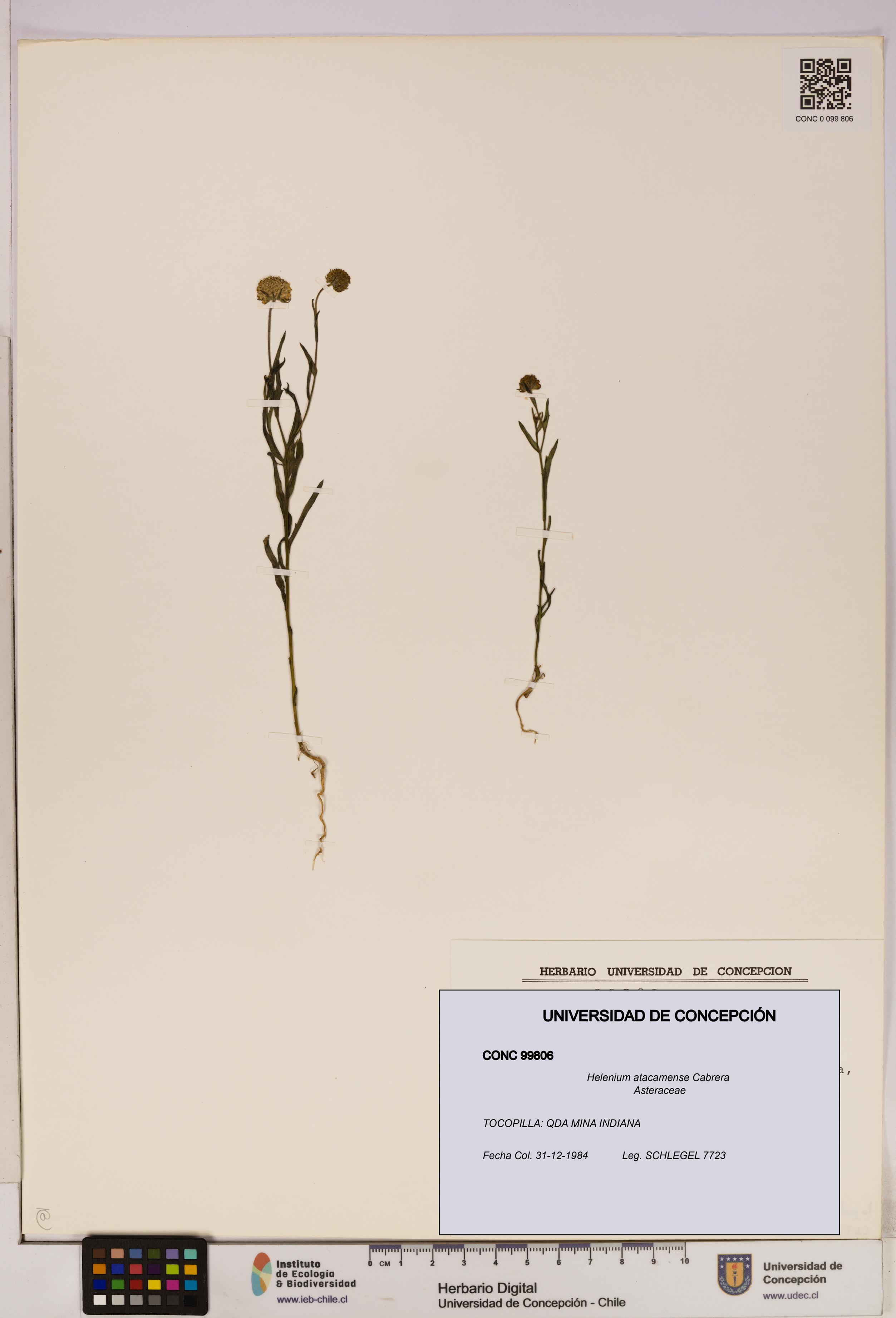 Helenium atacamense [Espécimen: UDEC:CONC:0099806]