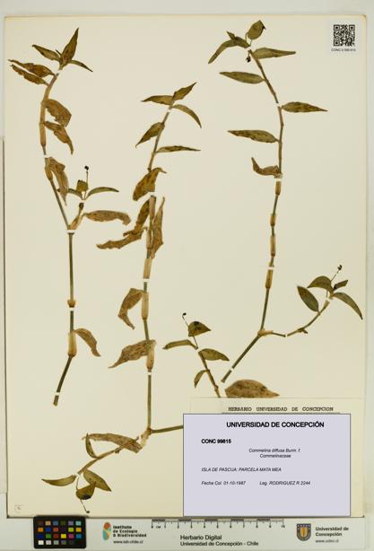 Commelina diffusa [Espécimen: UDEC:CONC:0099815]