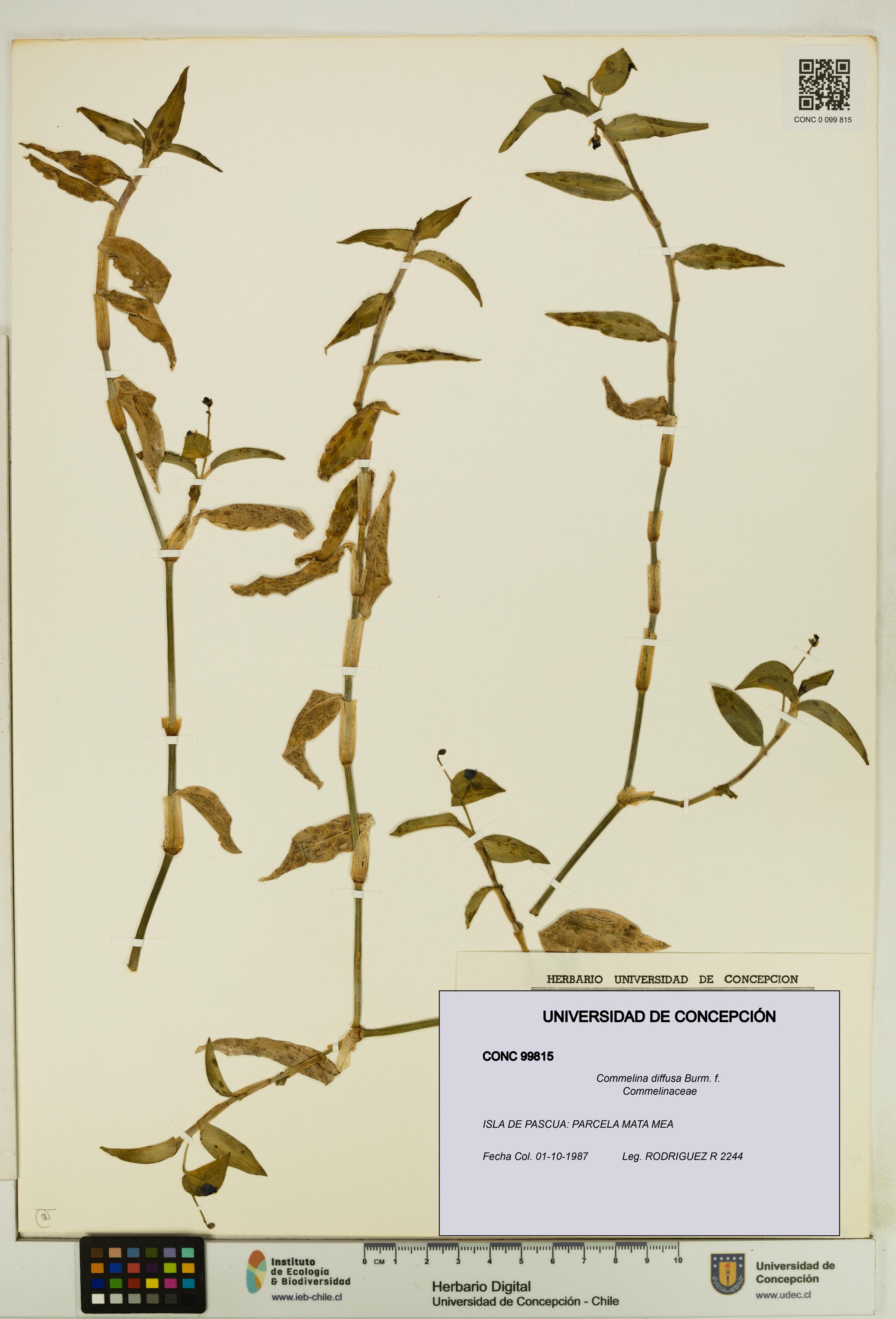 Commelina diffusa [Espécimen: UDEC:CONC:0099815]
