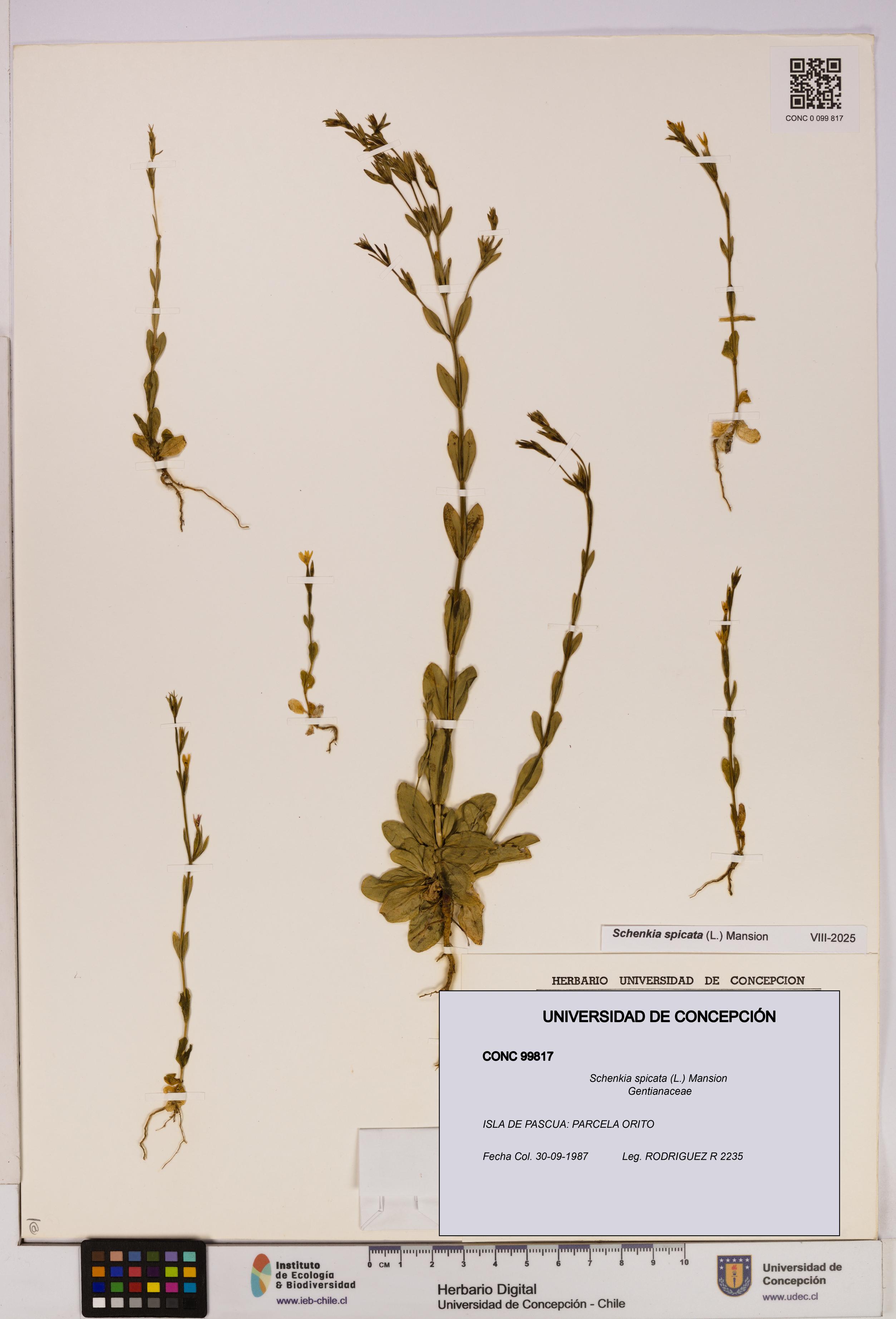 Schenkia spicata [Espécimen: UDEC:CONC:0099817]