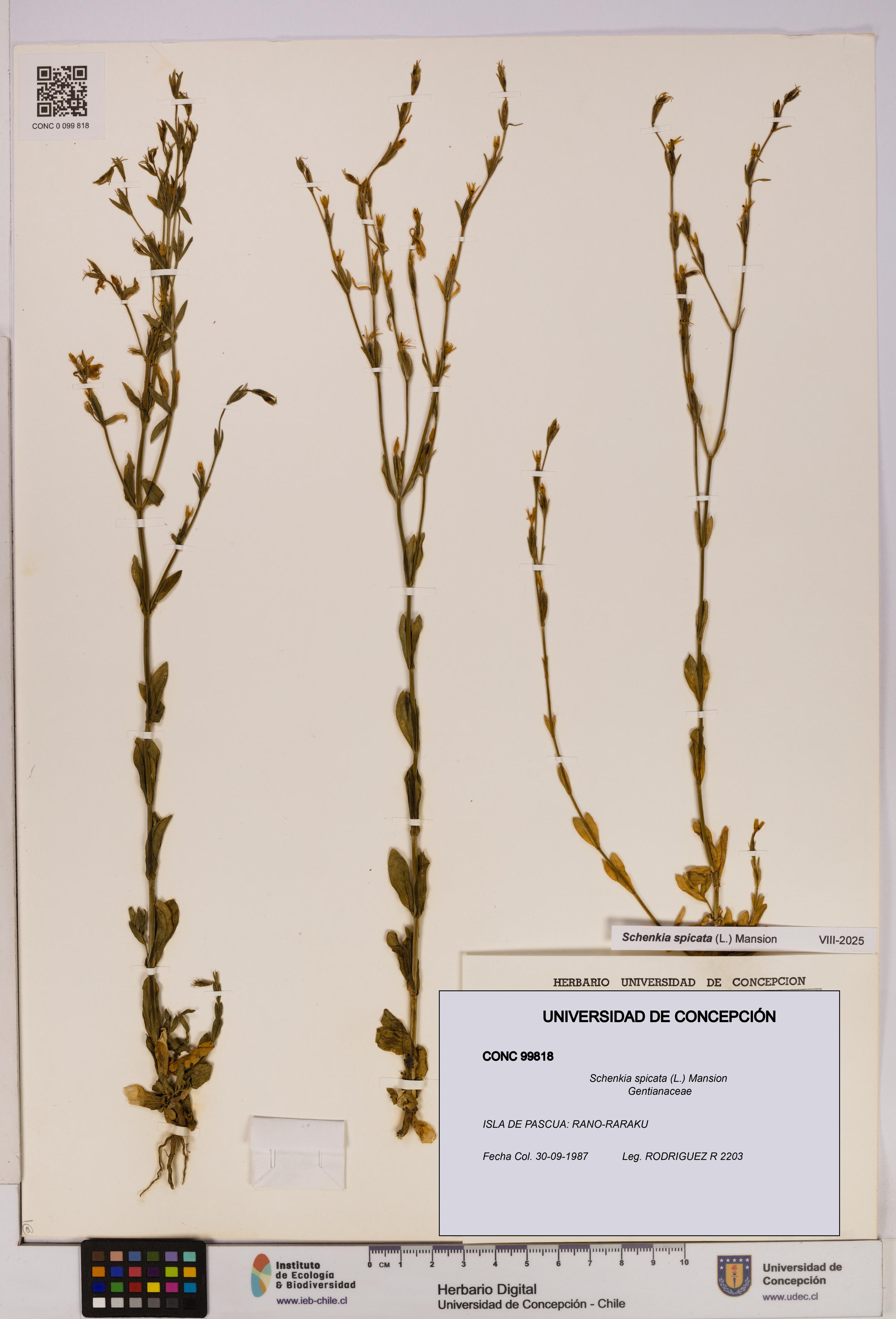 Schenkia spicata [Espécimen: UDEC:CONC:0099818]