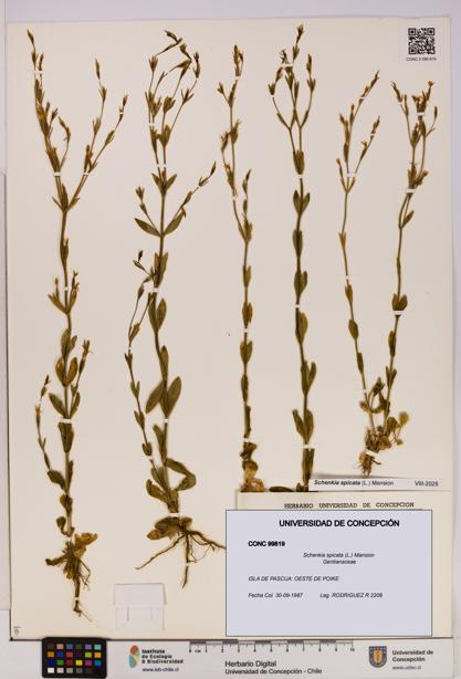 Schenkia spicata [Espécimen: UDEC:CONC:0099819]