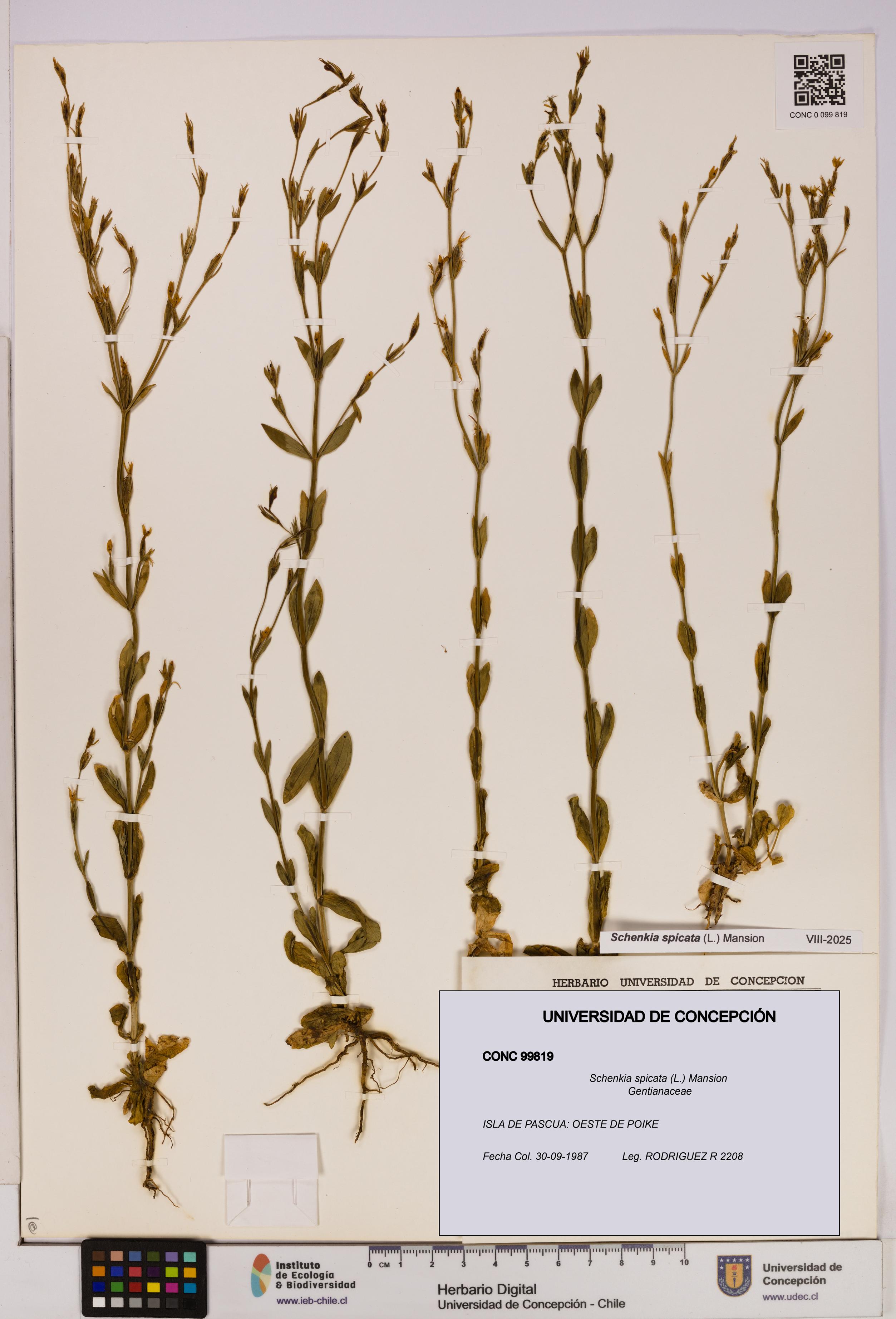 Schenkia spicata [Espécimen: UDEC:CONC:0099819]