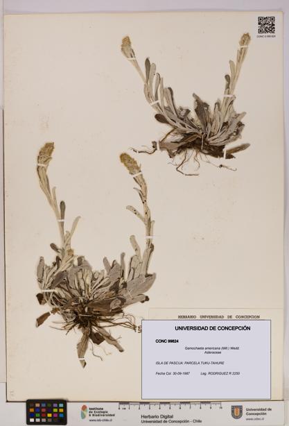 Gamochaeta americana [Espécimen: UDEC:CONC:0099824]