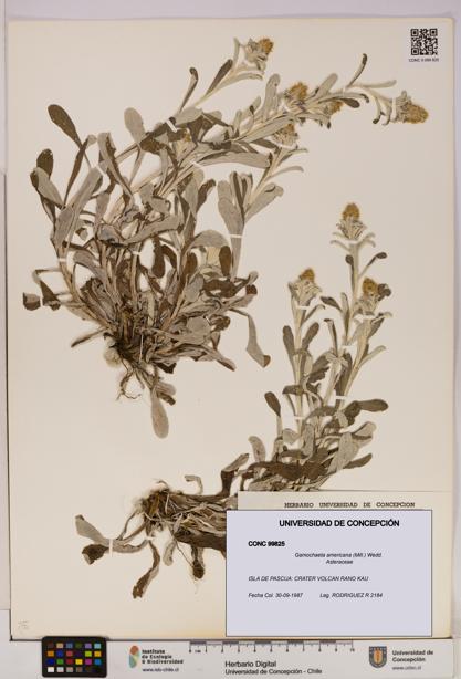 Gamochaeta americana [Espécimen: UDEC:CONC:0099825]