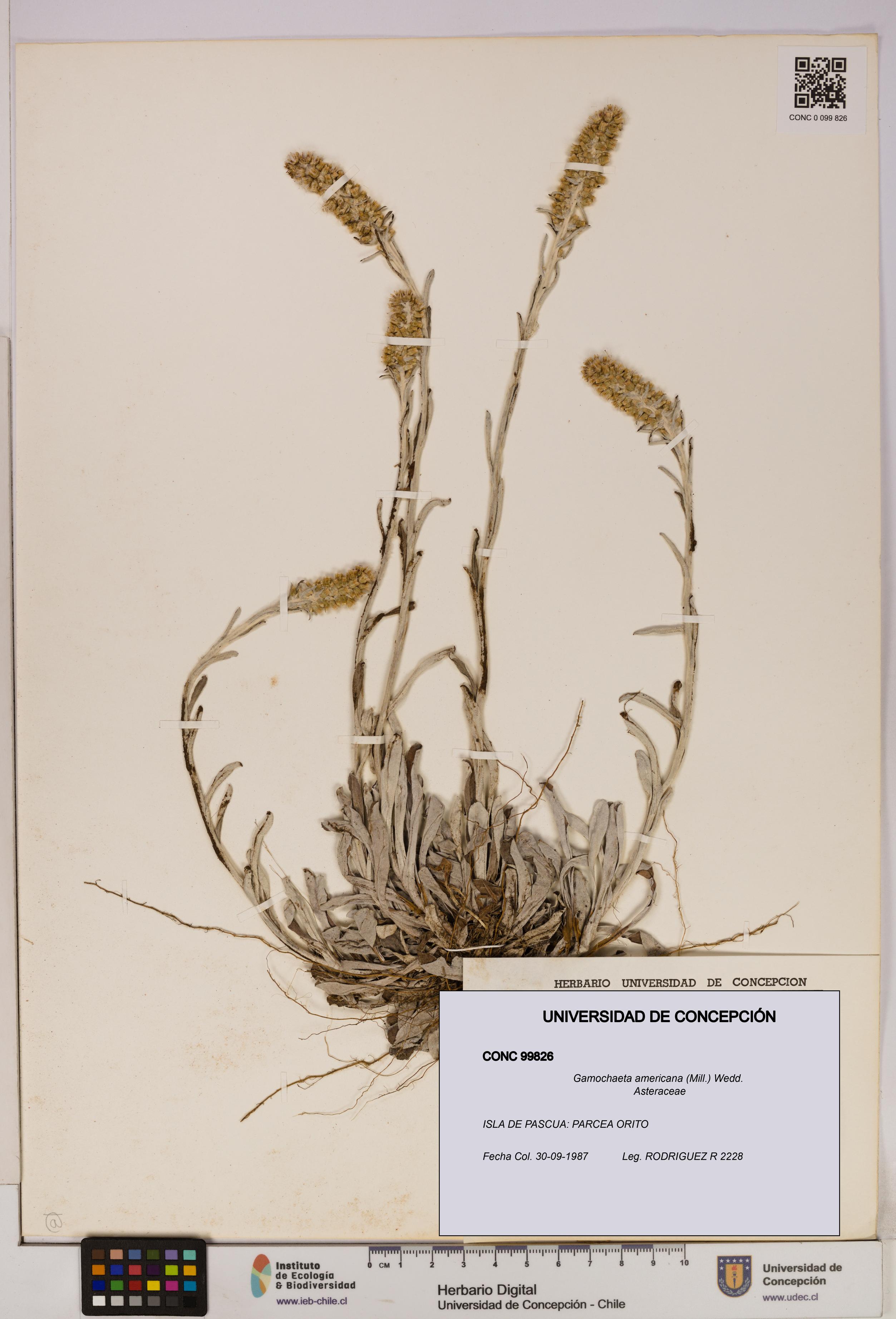 Gamochaeta americana [Espécimen: UDEC:CONC:0099826]