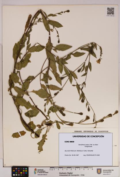 Oenothera rosea [Espécimen: UDEC:CONC:0099839]