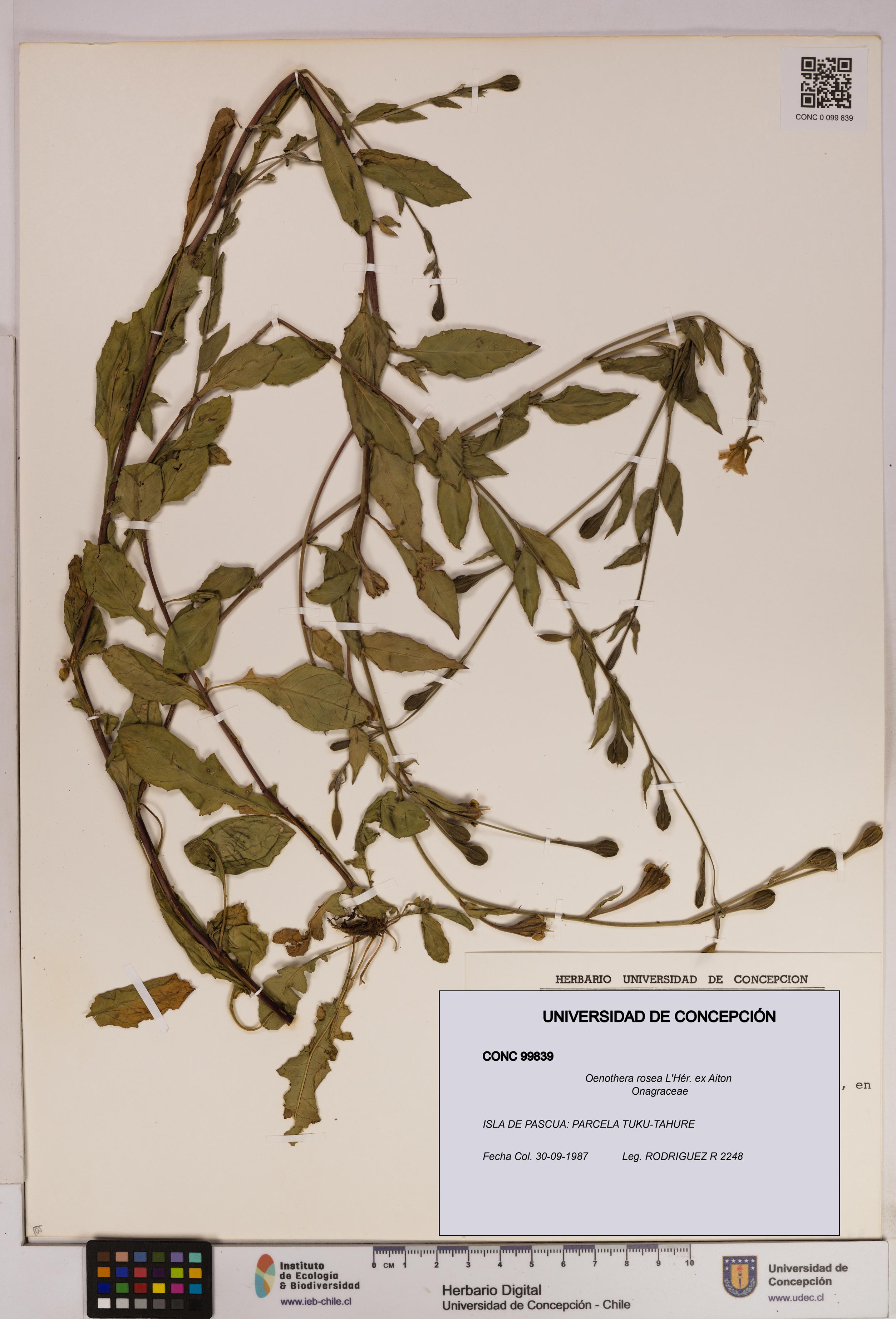 Oenothera rosea [Espécimen: UDEC:CONC:0099839]