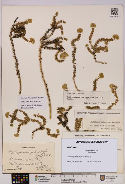 Silvaea capitata [Espécimen: UDEC:CONC:0099851]