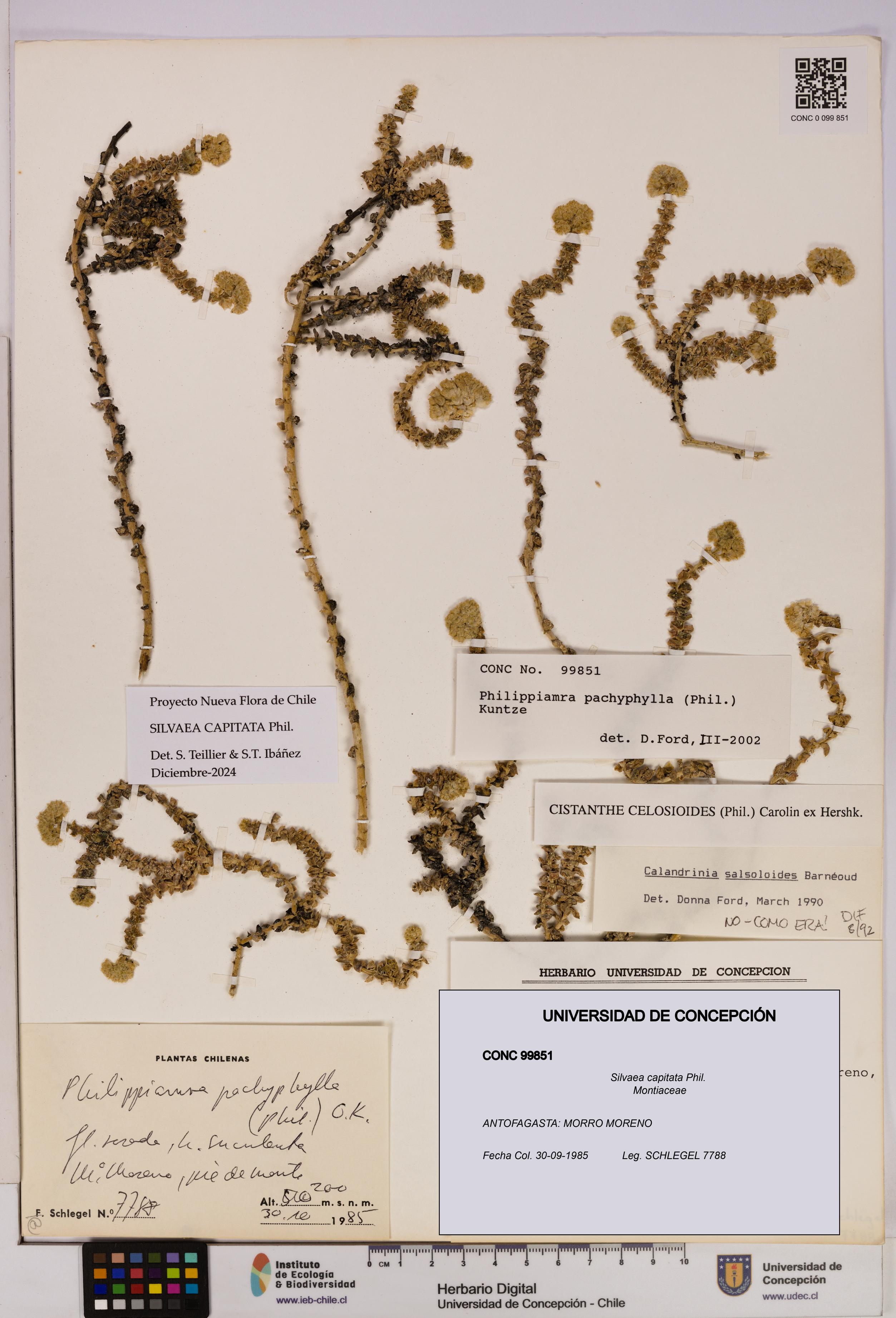Silvaea capitata [Espécimen: UDEC:CONC:0099851]