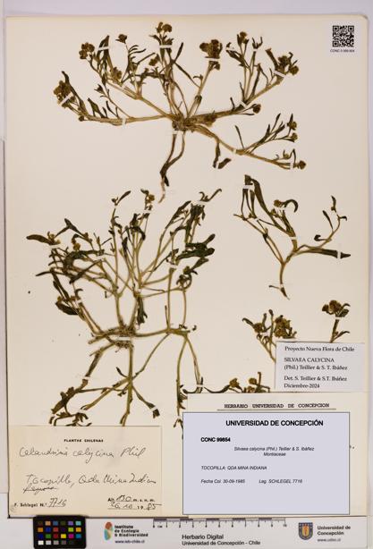 Silvaea calycina [Espécimen: UDEC:CONC:0099854]