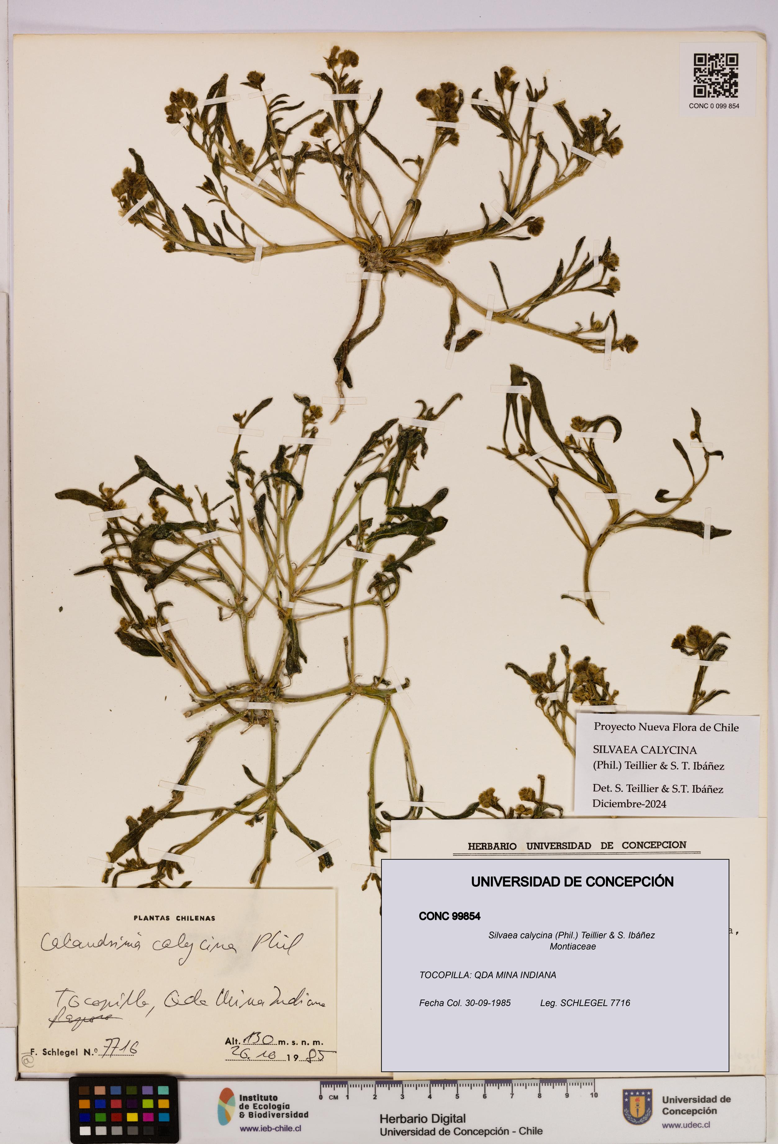 Silvaea calycina [Espécimen: UDEC:CONC:0099854]