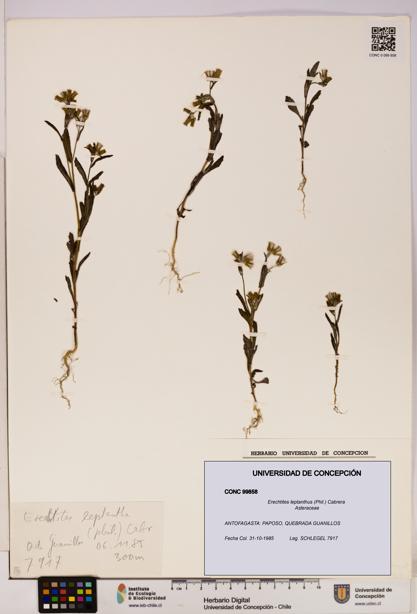 Erechtites leptanthus [Espécimen: ]