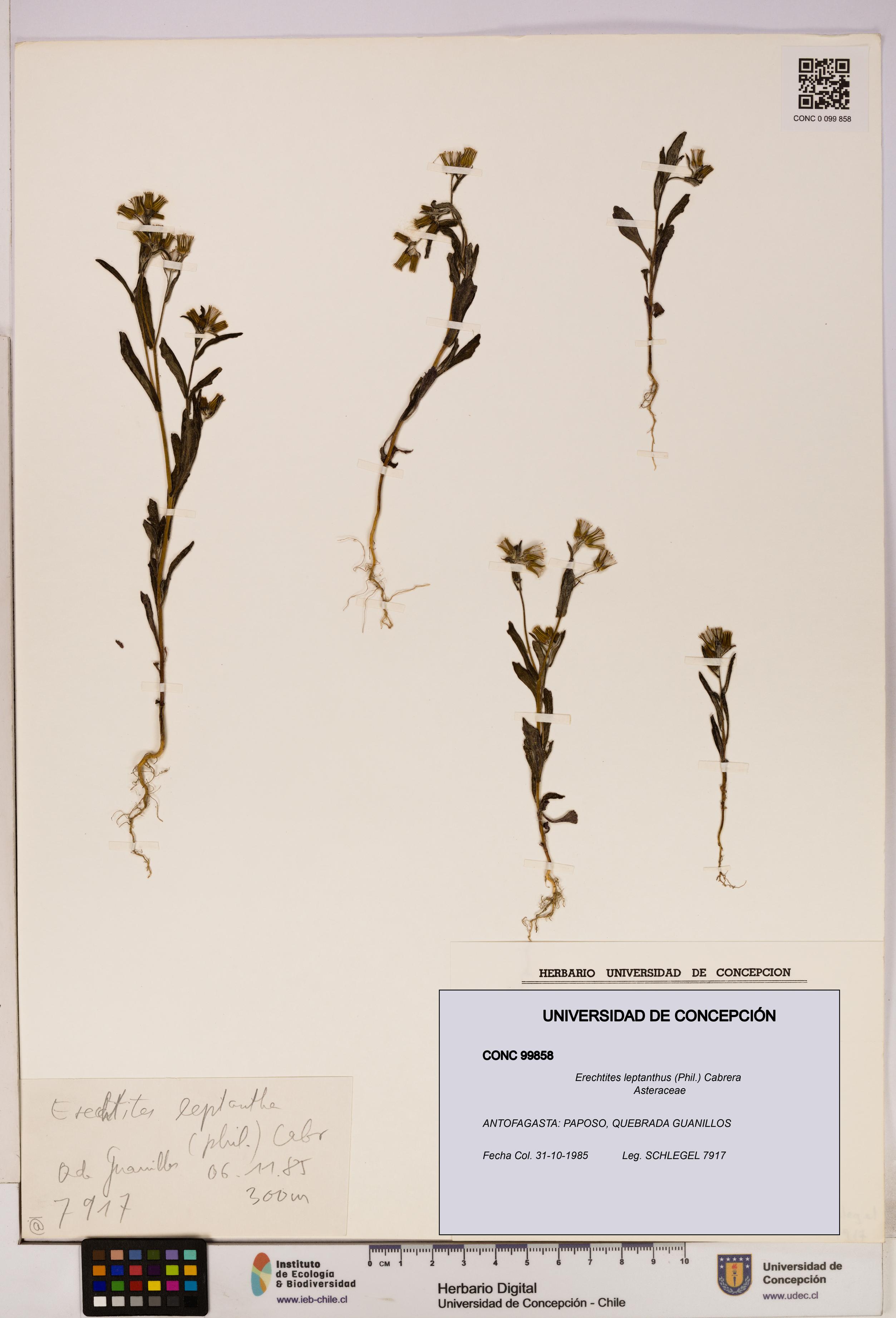 Erechtites leptanthus [Espécimen: ]