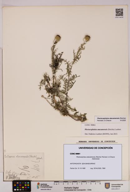 Plectocephalus atacamensis [Espécimen: UDEC:CONC:0099861]