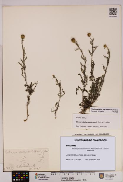 Plectocephalus atacamensis [Espécimen: UDEC:CONC:0099862]