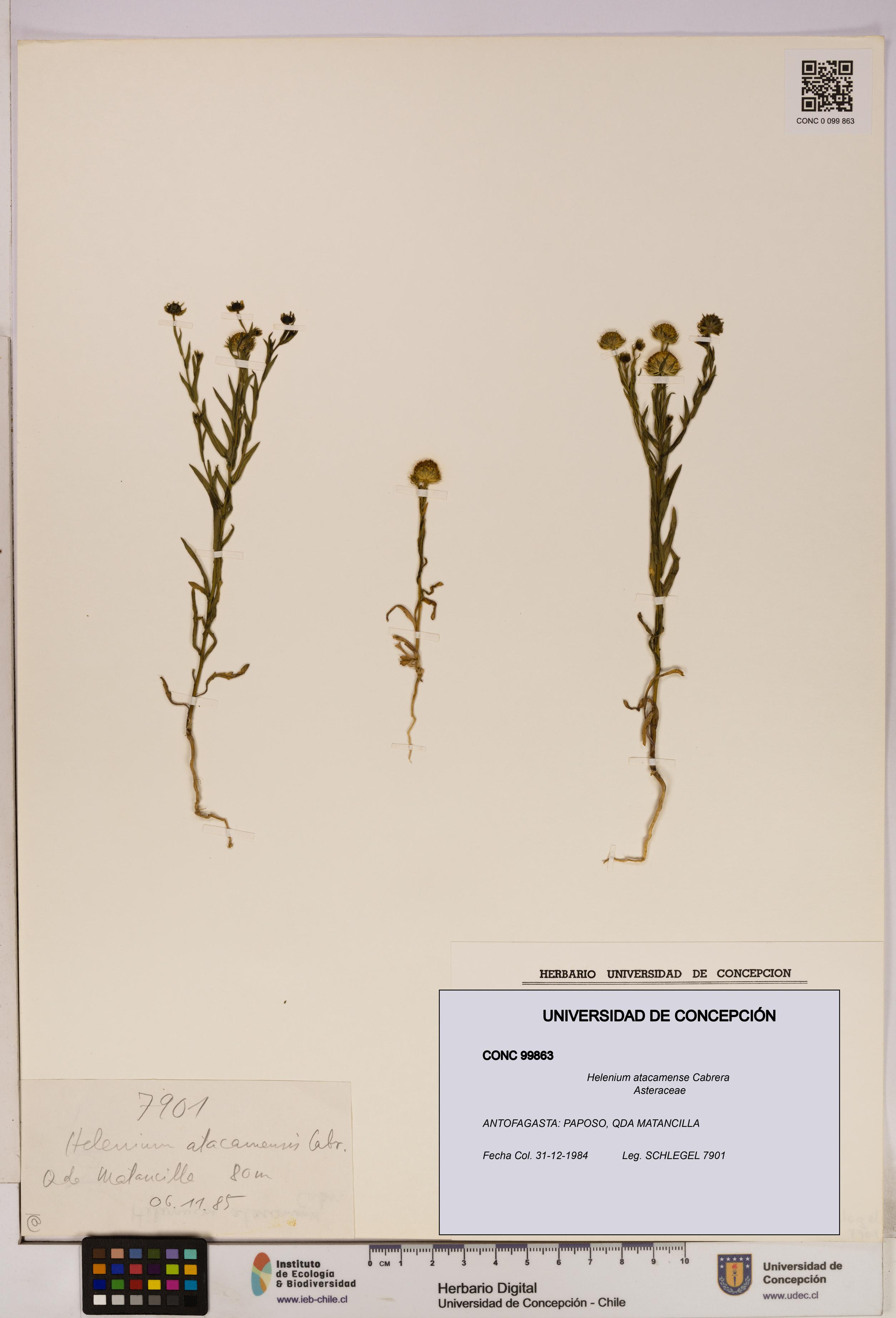 Helenium atacamense [Espécimen: UDEC:CONC:0099863]