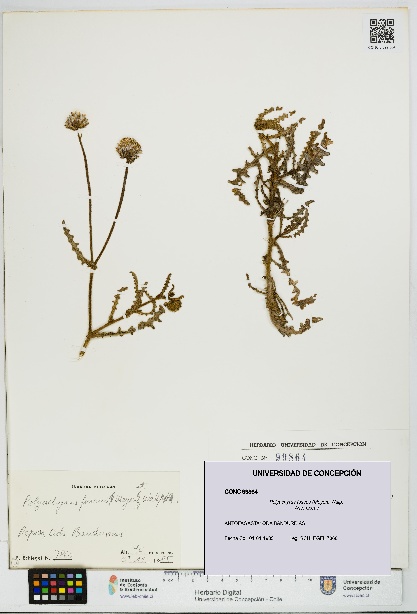 Polyachyrus fuscus [Espécimen: UDEC:CONC:0099864]