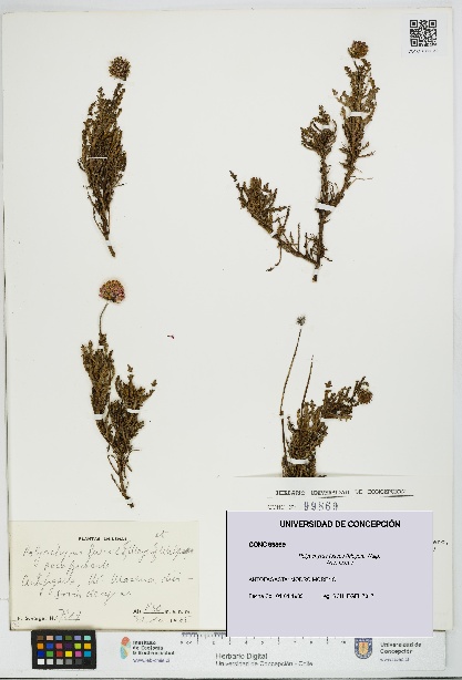 Polyachyrus fuscus [Espécimen: UDEC:CONC:0099869]
