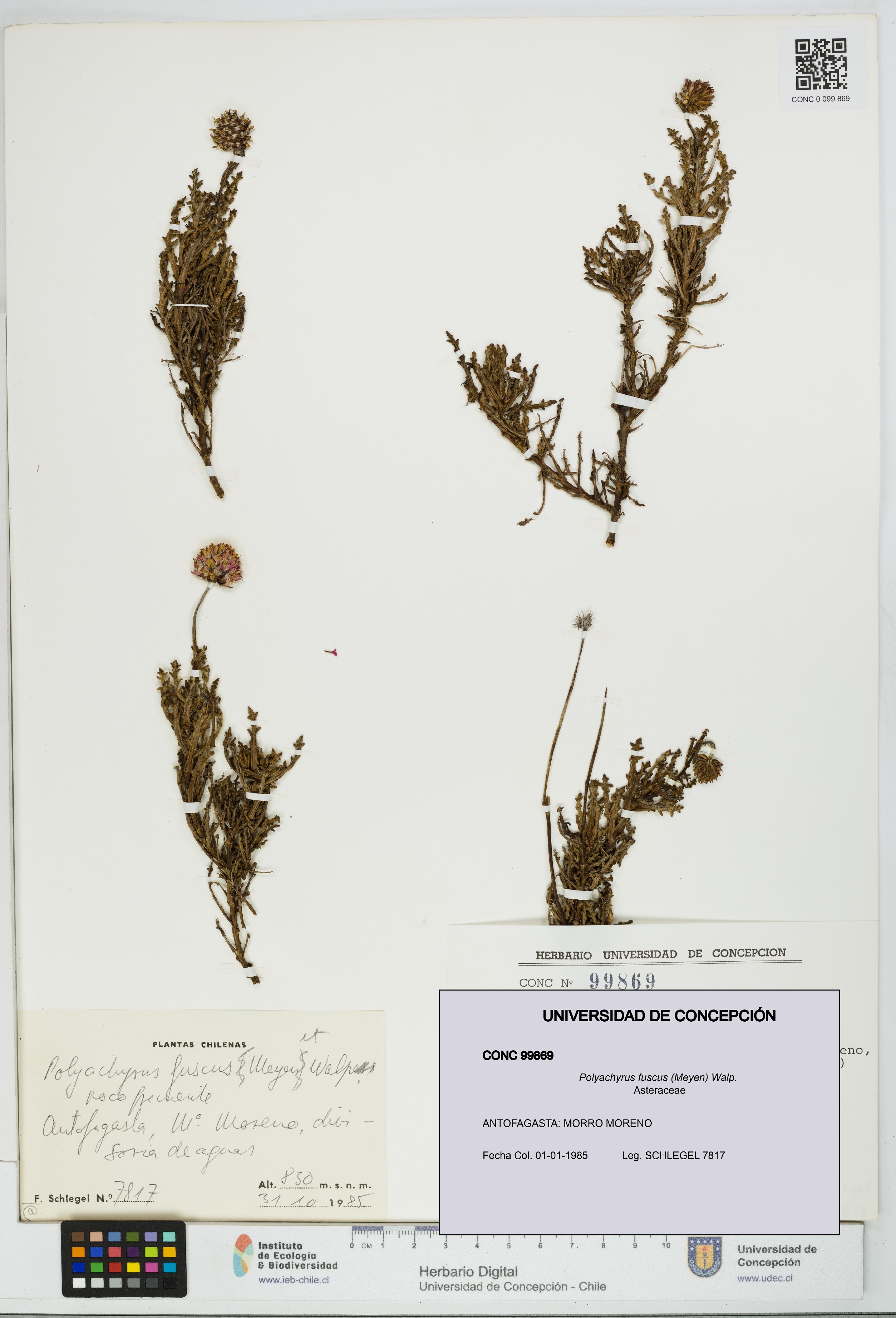 Polyachyrus fuscus [Espécimen: UDEC:CONC:0099869]