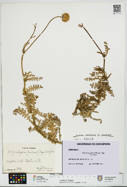 Polyachyrus fuscus [Espécimen: UDEC:CONC:0099870]