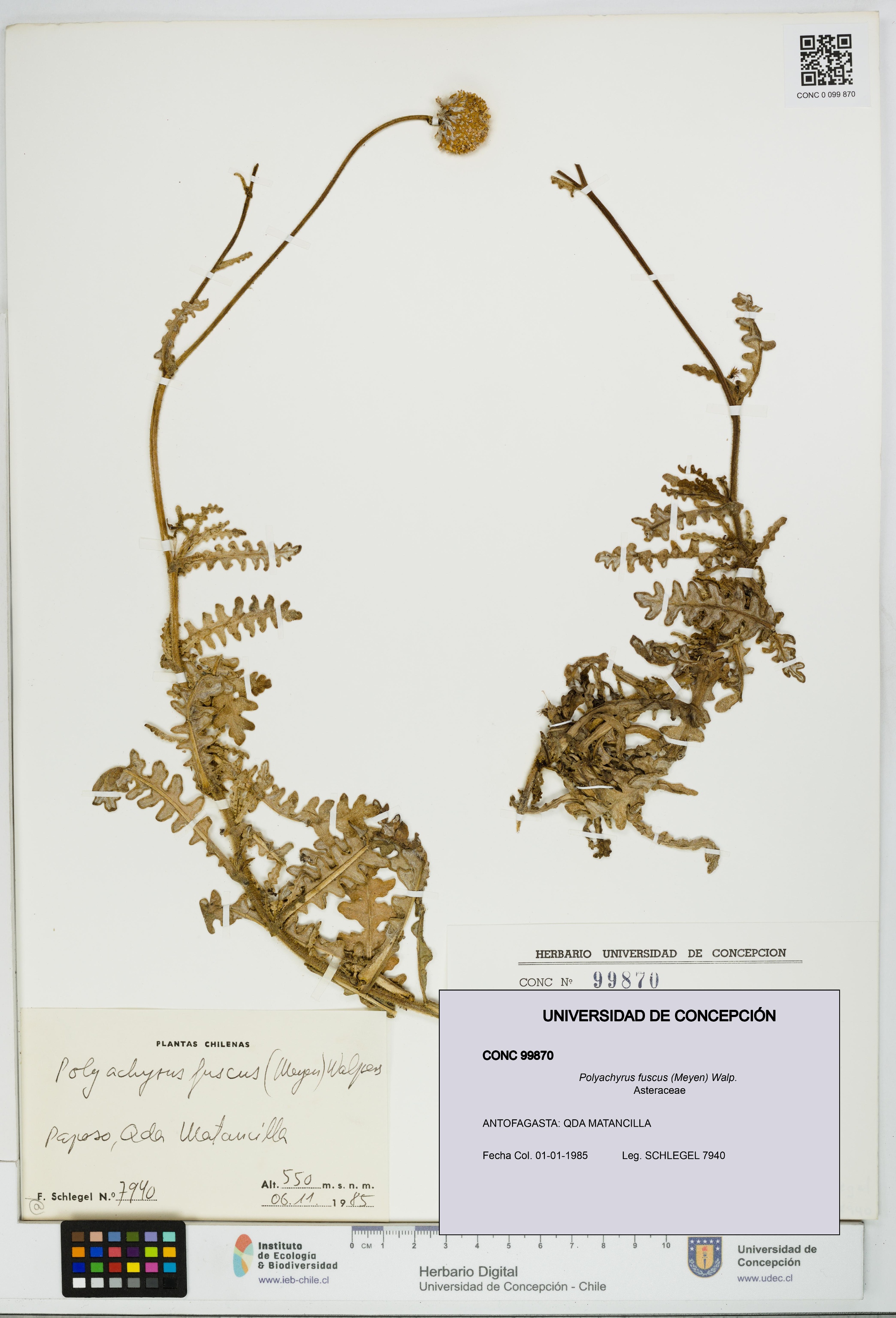 Polyachyrus fuscus [Espécimen: UDEC:CONC:0099870]