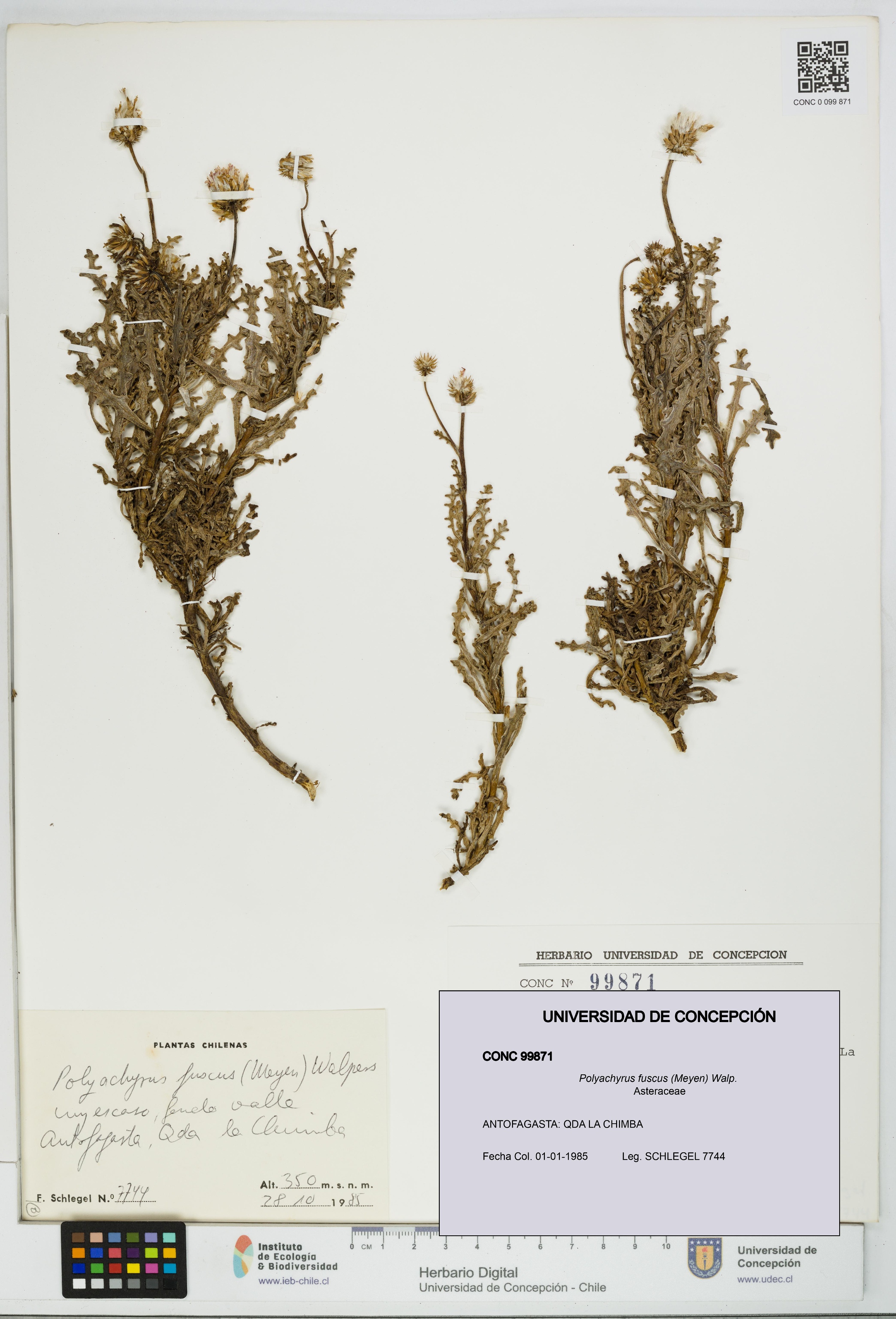 Polyachyrus fuscus [Espécimen: UDEC:CONC:0099871]