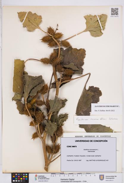 Xanthium strumarium [Espécimen: ]