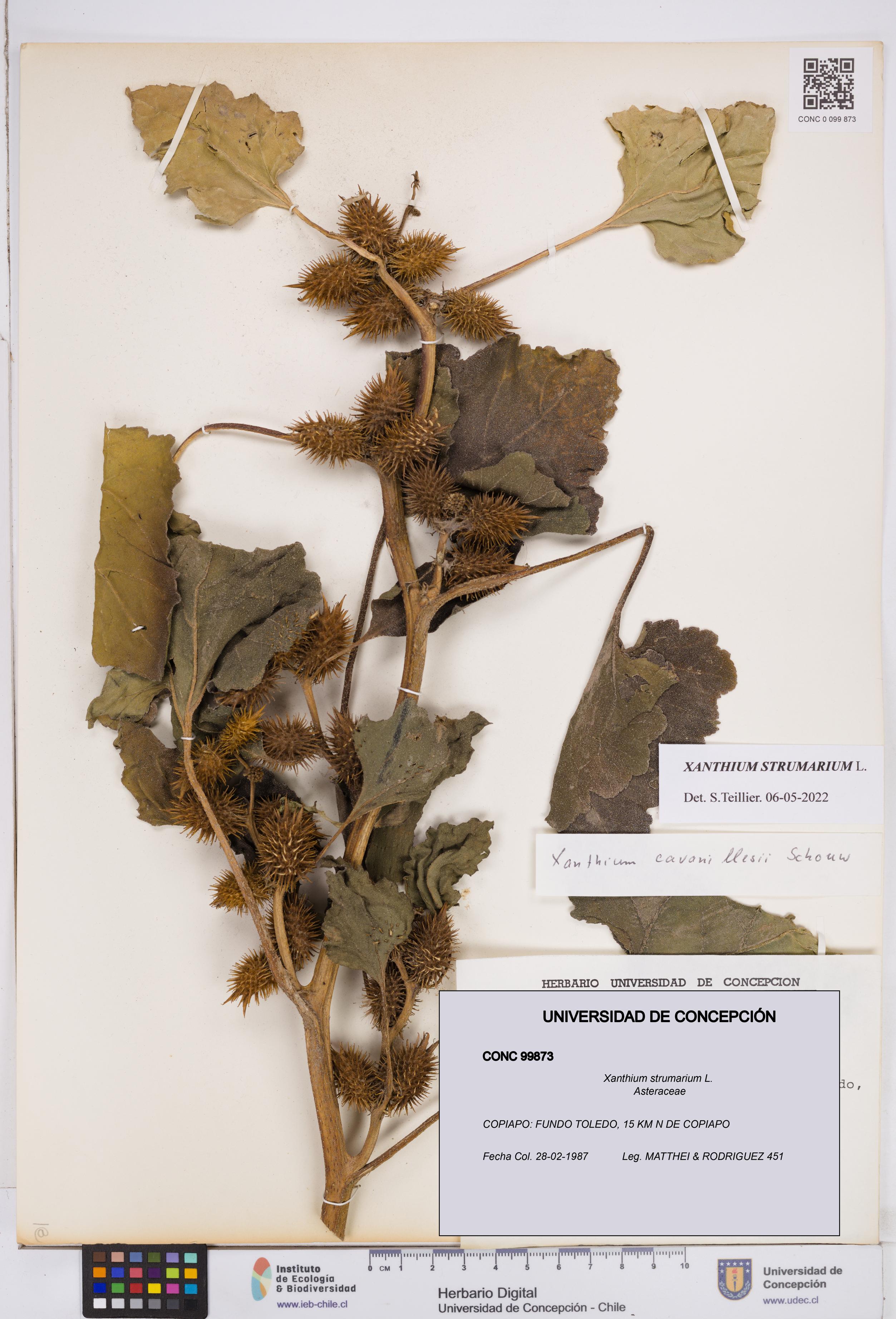 Xanthium strumarium [Espécimen: ]