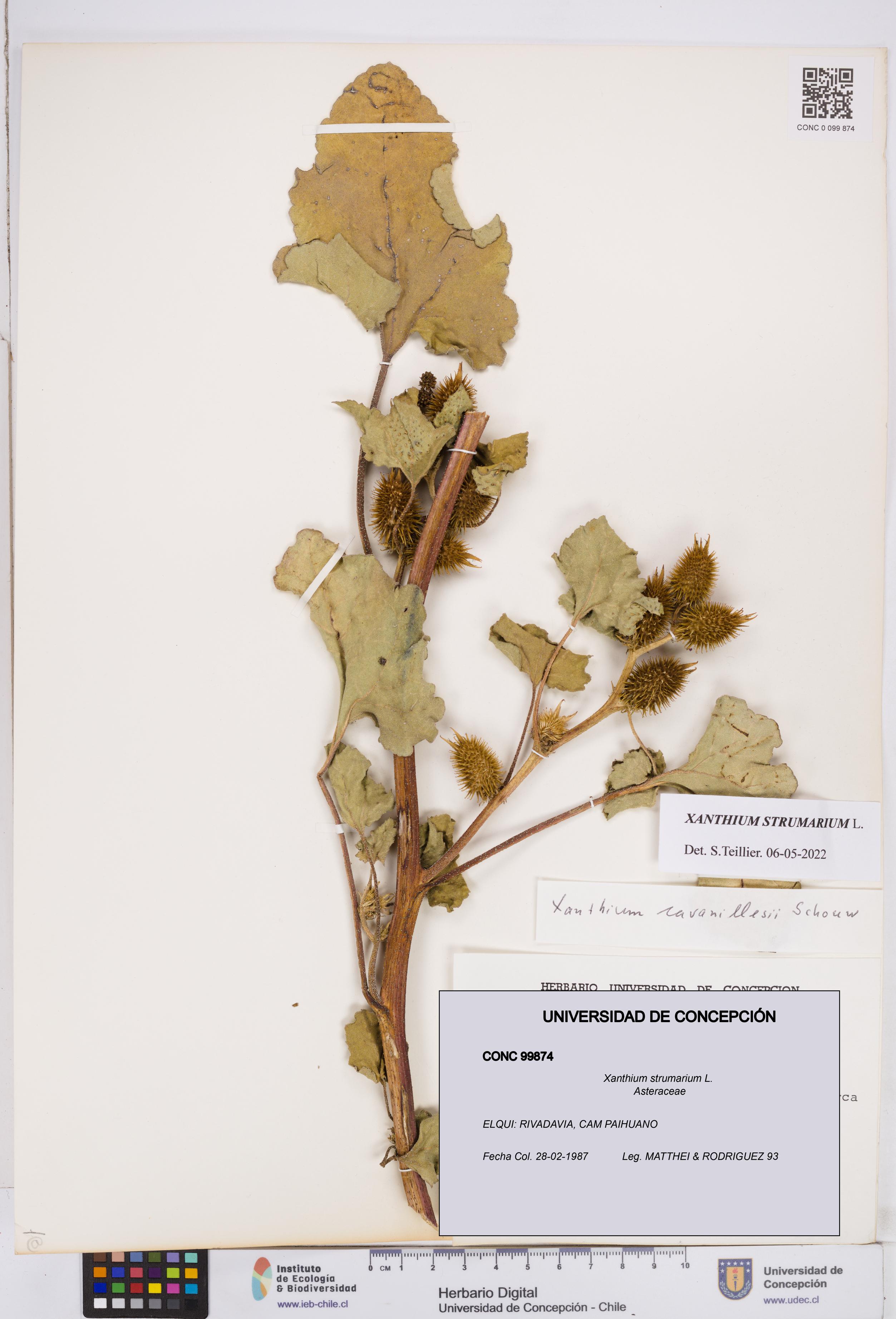 Xanthium strumarium [Espécimen: ]