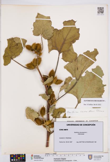 Xanthium strumarium [Espécimen: ]
